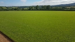 Supreme Poa Supina Shade tolerant turf