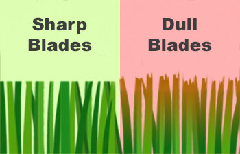 Looking after the lawn mower 